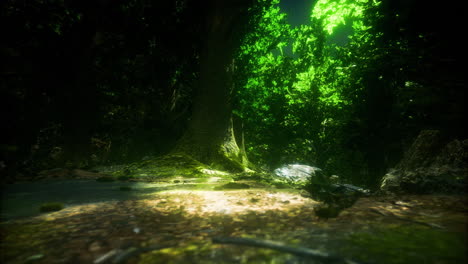 sunlight filters through a lush green forest canopy creating calm