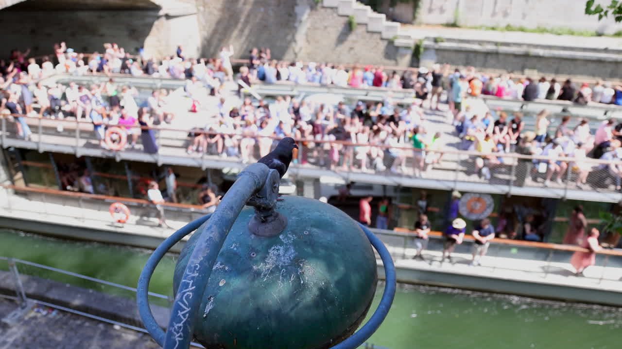 Pigeon roosting on streetlight over the River Seine as tour boat passes underneath in Paris, France.
