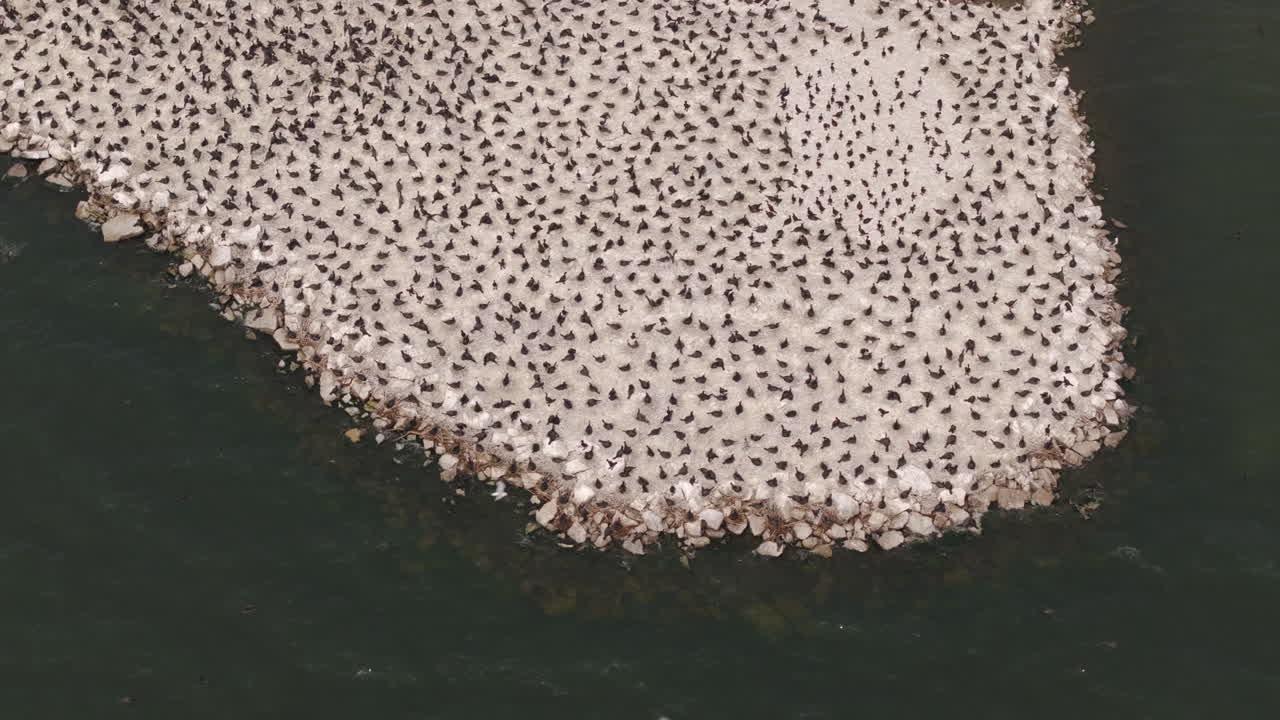 Drone close-up in semi orbit of a cormorant colony densely packed near the water’s edge. Bright daylight
