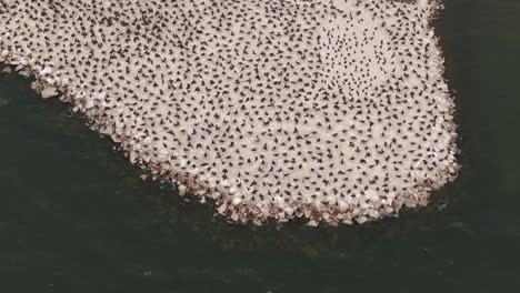 drone close-up in semi orbit of a cormorant colony densely packed near the water’s edge. bright daylight