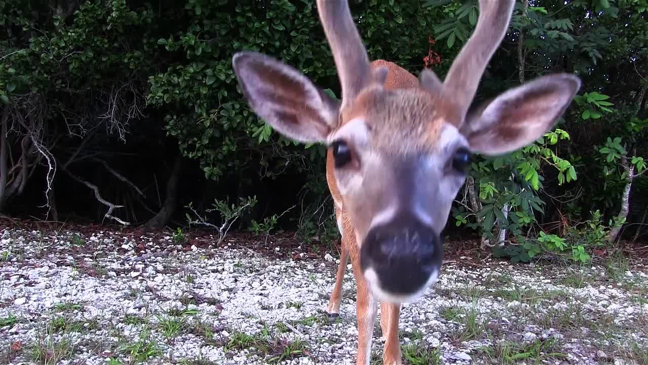 un joven macho investiga la cámara