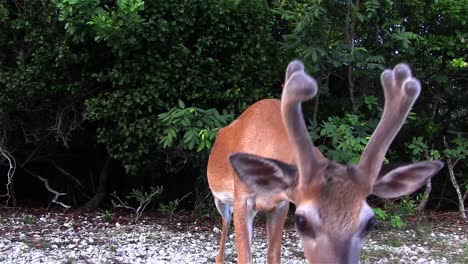 Ein-Junger-Bock-Untersucht-Die-Kamera