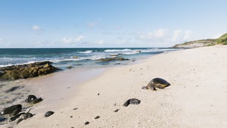 hawaii green sea turtle resting on a sandy beach in maui