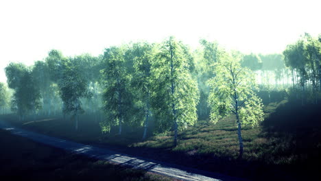 dirty-road-through-summer-forest