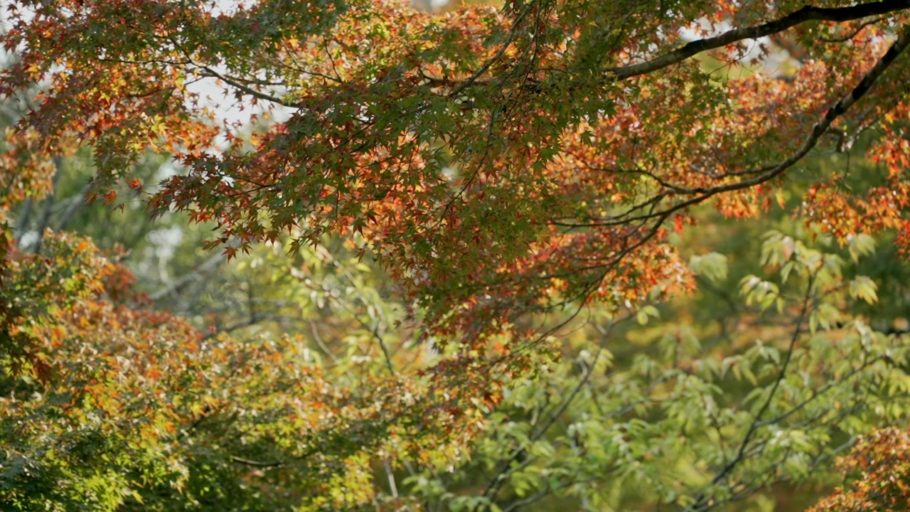 Terävä lähikuva syyslehdistä Arashiyama-puistossa, Kiotossa, vangiten syksyn olemuksen lämpimillä sävyillä ja yksityiskohtaisilla tekstuureilla.