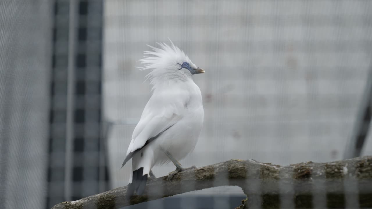 Bali myna bird sing in cage