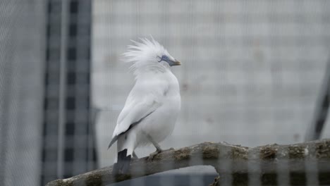 bali myna bird sing in cage