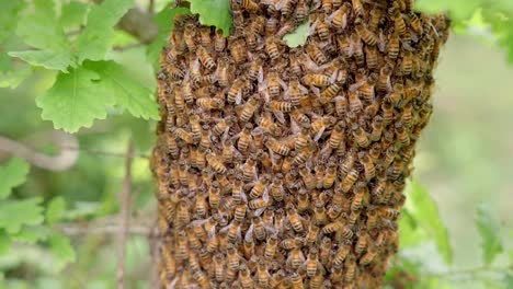 bees agglutinate to form a cluster hanging from a tree in a natural way