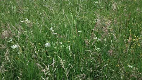 the camera slowly glides over the tall grass of a green meadow