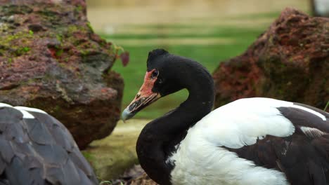 magpie goose, anseranas semipalmata with striking black and white plumage, resting by the pond in its natural habitat, close up shot