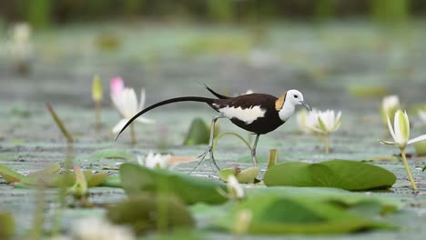 the pheasant-tailed jacana balances perfectly while walking in a lily-covered pond