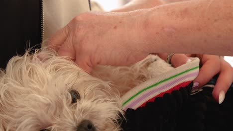 Perro-Asustado-Siendo-Vacunado-Por-Un-Veterinario,-De-Cerca