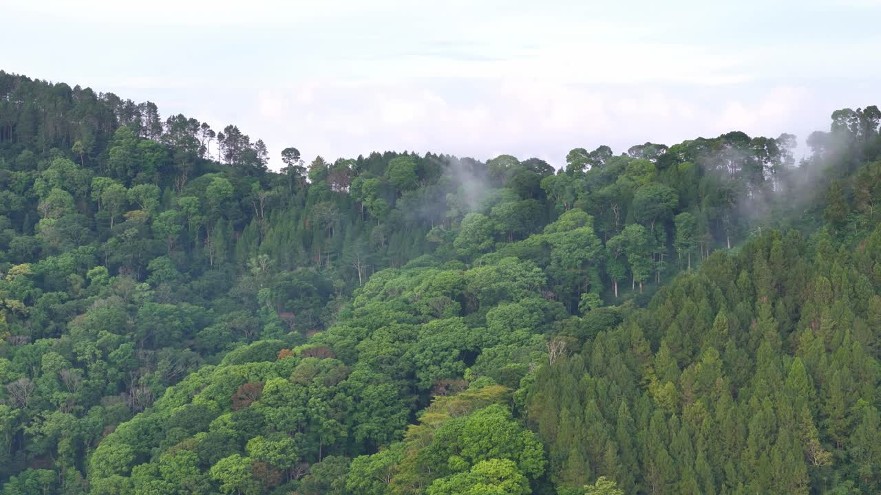 Aerial view of lush tropical forest with rich green foliage. The clip illustrates pristine natural beauty and the serenity of untouched wilderness. Tropical environment, Indonesia