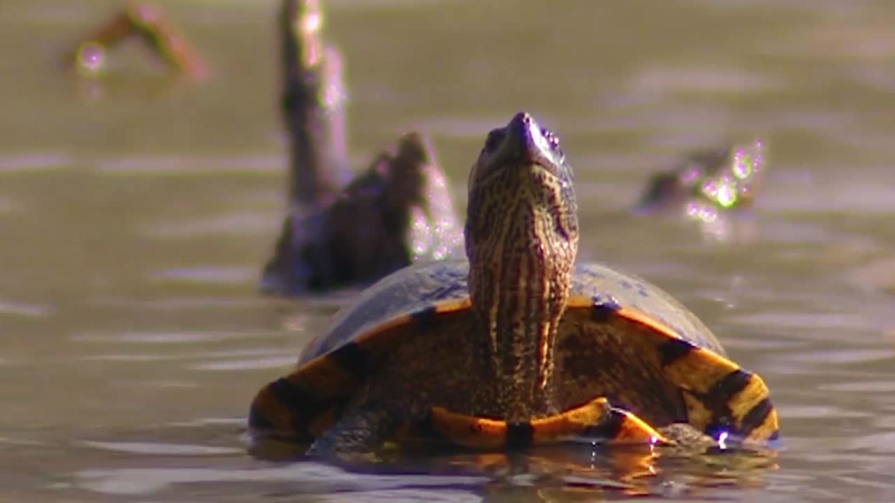 Close Up Of A Florida Redbellied Cooter Turtle In A Swamp Or Lake