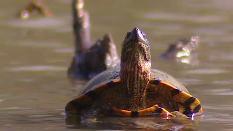 Cerca-De-Una-Tortuga-Cooter-De-Vientre-Rojo-De-Florida-En-Un-Pantano-O-Lago