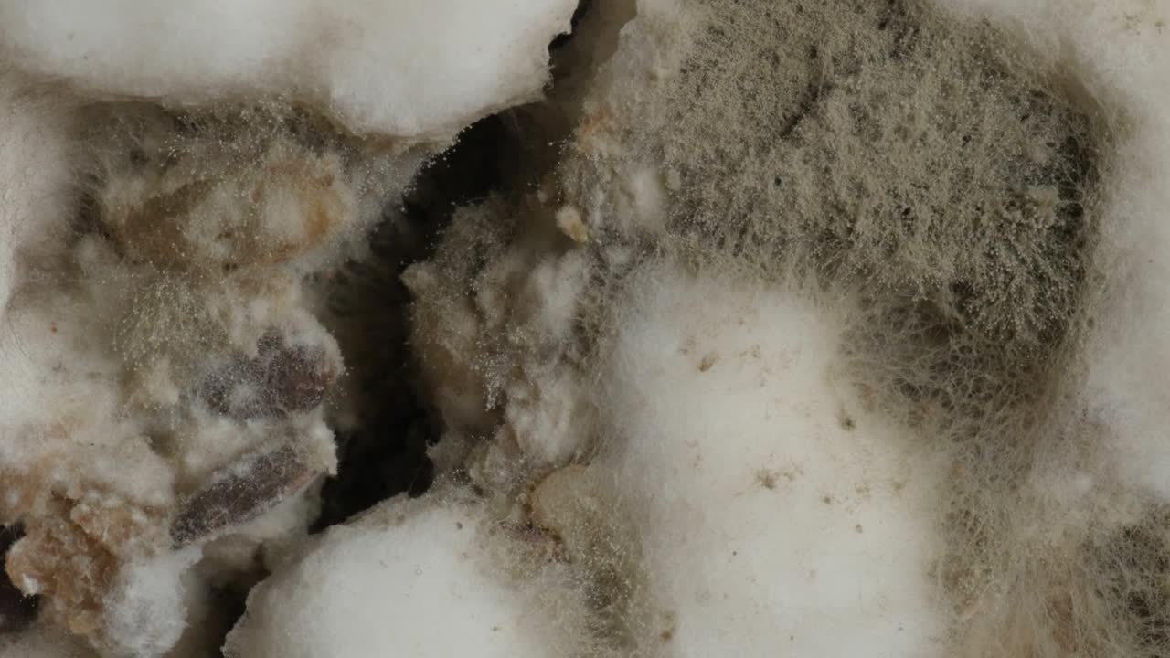 moho en el pan, primer plano, macro extremo, giratorio