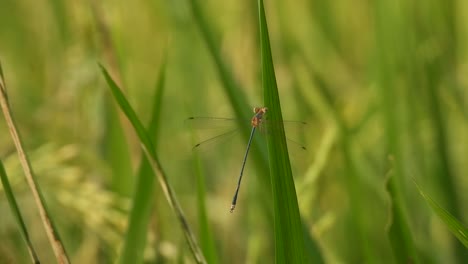 libélula en el césped de arroz - verde