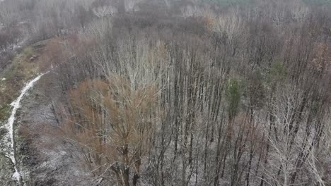 bosque nevado árboles colorido otoño drone seguir con drone