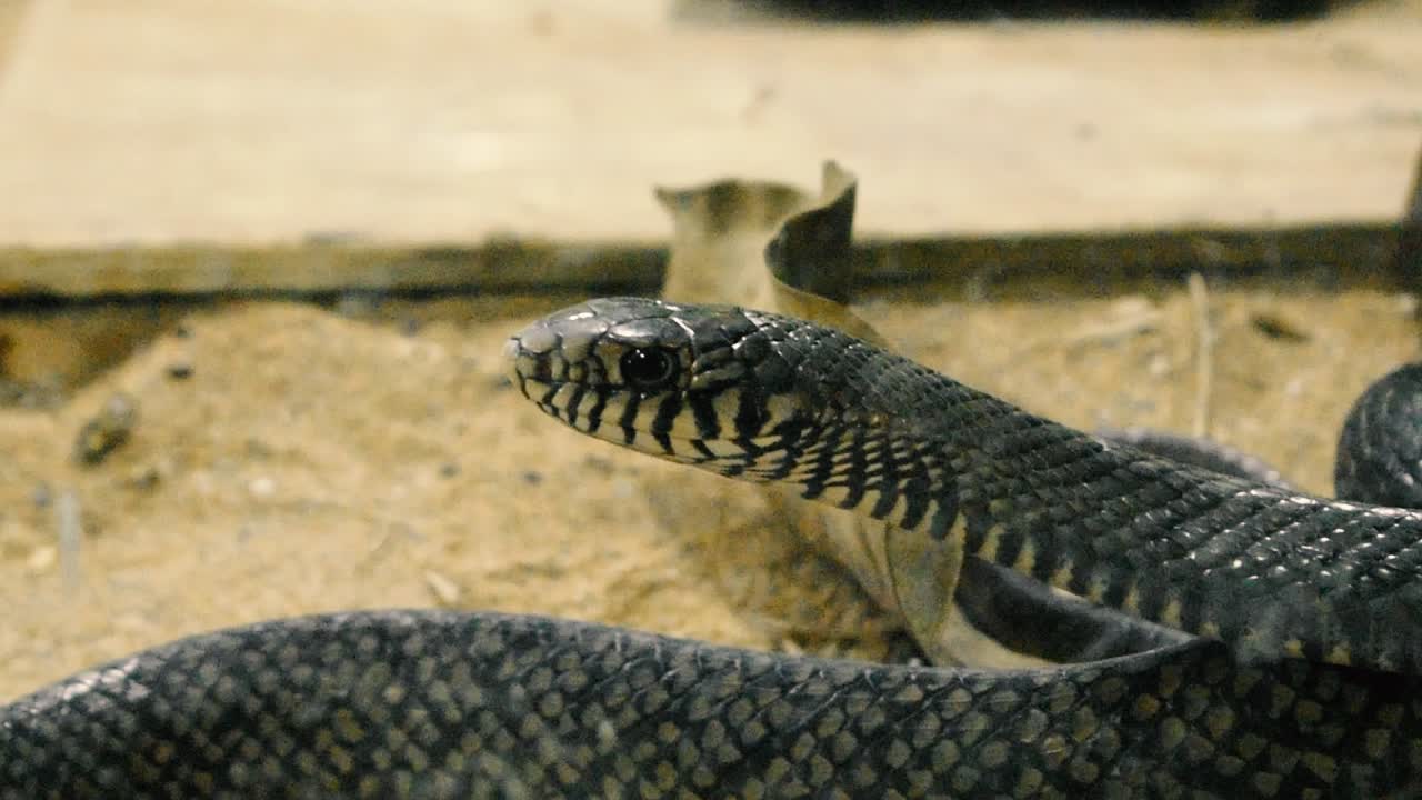 Closeup shot of Black Indian snake in zoo park , hissing and sitting peacefully and looking for prey I Black Indian snake closeup shot background video