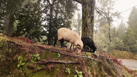 Slow-motion-shot-of-sheep-flock-grazing-in-Mossy-Laurel-forest,-Madeira-Island