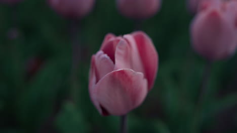 Macro-shot-of-beautiful-flower-opening-petals-in-morning.-Close-up-pink-flower.