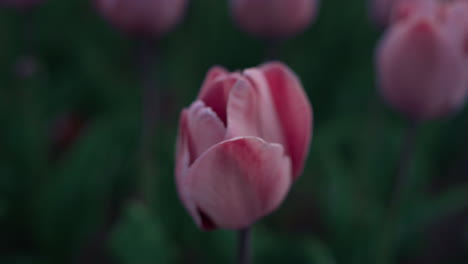 macro shot of beautiful flower opening petals in morning. close up pink flower.