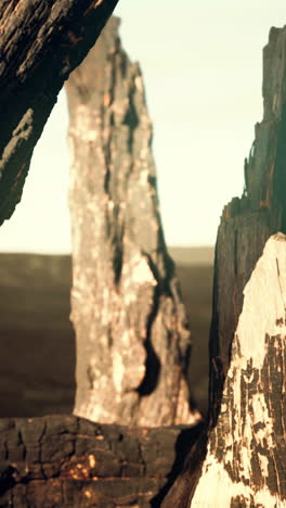 burnt tree trunk after a forest fire