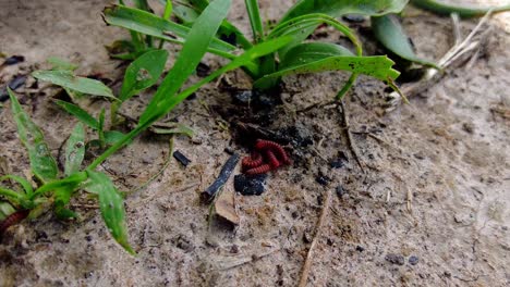 Scarlet-Millipedes,-also-known-as-Trigoniulus-corallinus-hiding-in-family-group-under-the-land