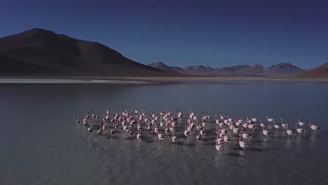 aerial following flock of flamingos at laguna de canapa, bolivia, south america