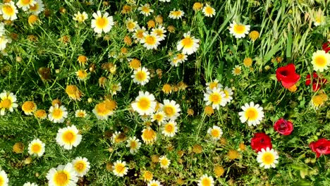 anémona roja amapola coronaria y chamomiles médicos florecientes en el campo-1