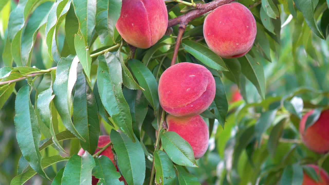 empuje de movimiento de melocotones maduros frescos colgando de un árbol en un huerto-1