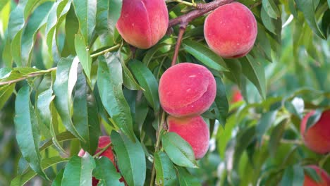 empuje de movimiento de melocotones maduros frescos colgando de un árbol en un huerto-1