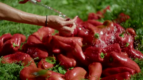 Woman-washes-red-pepper-fruits-with-hose-on-green-grass,-close-view