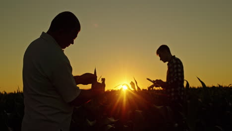 farmers inspecting corn field at sunset