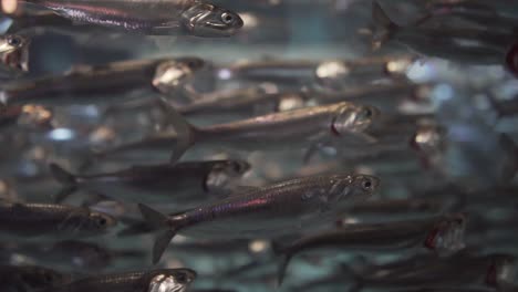 slow motion shot of a school of sardine fishes swimming