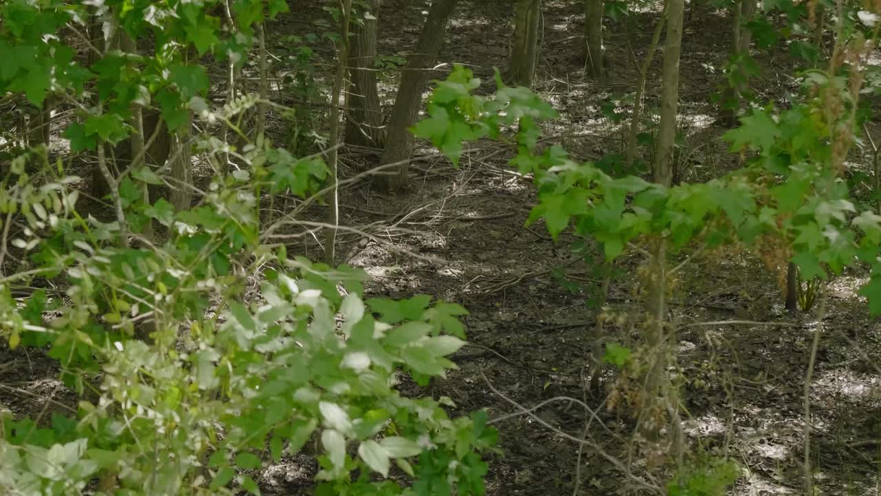sentiero escursionistico forestale scatti multipli