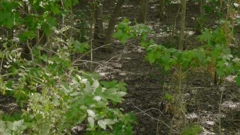 Bosque-Sendero-Para-Caminatas-Tomas-Múltiples