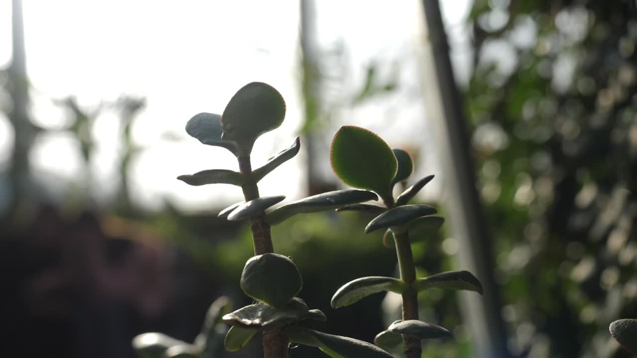 빛 에 있는 제이드 식물 의 근접 사진