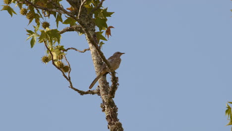 Northern mockingbird perched on a branch