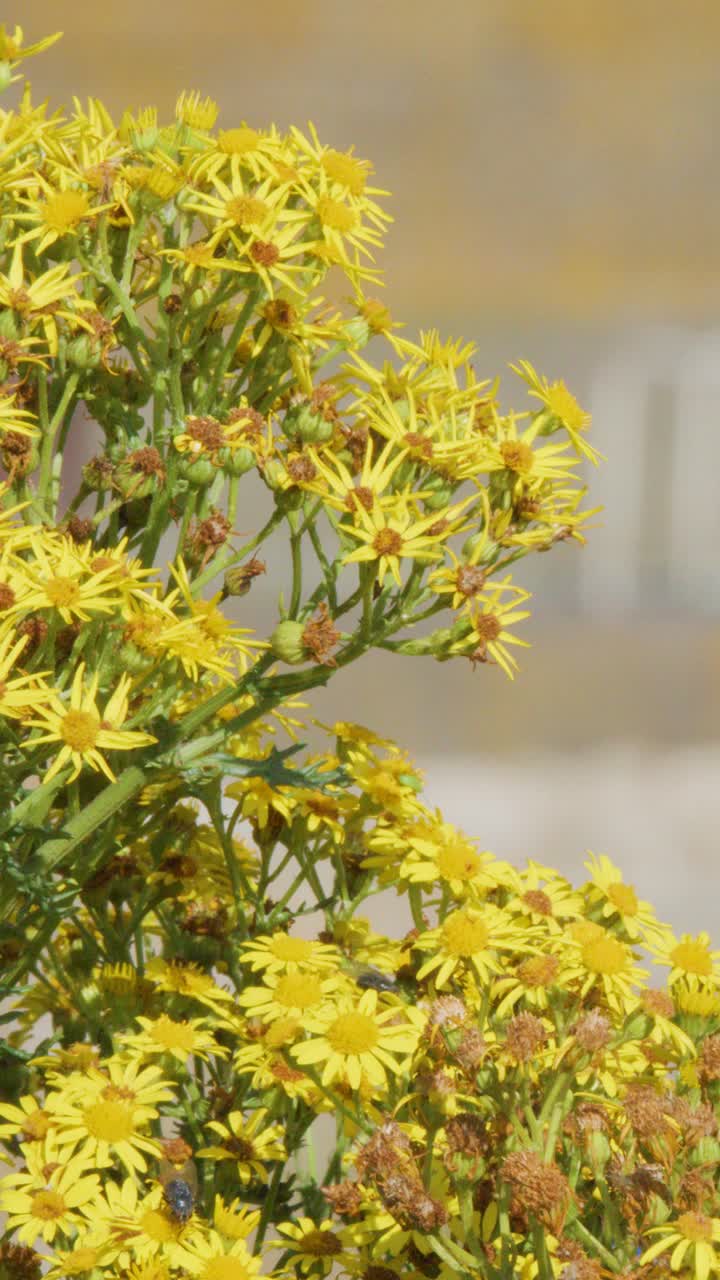 A close-up shot of vibrant yellow wildflowers with a soft, blurred background, gradually panning to reveal more blooms in bright natural daylight