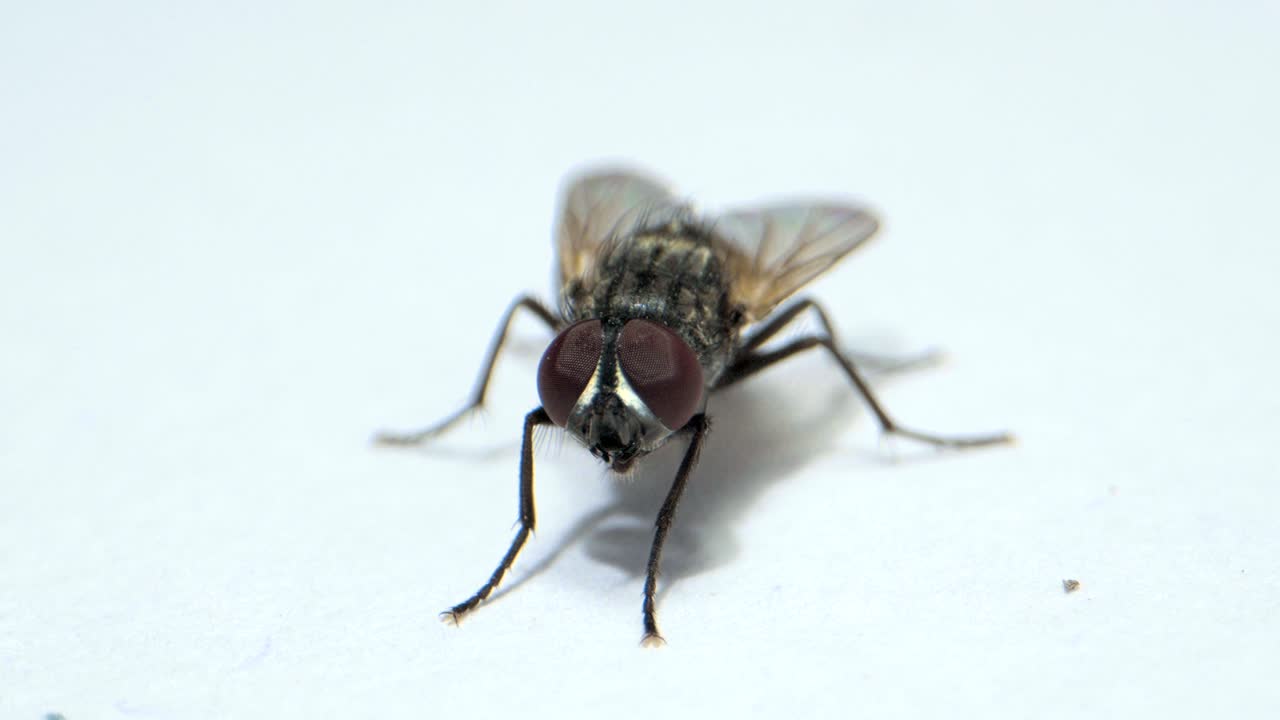vuelo en busca de alimento vista de cerca