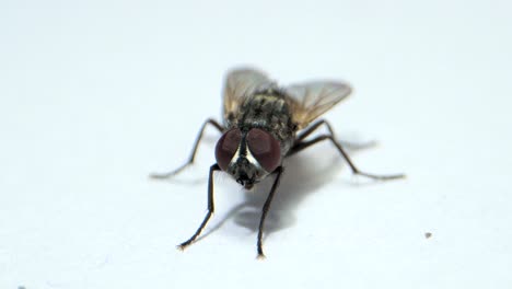 Fly-searching-for-food-closeup-view