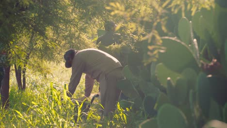 two men in work clothes in a natural environment picking cactus fruits on a sunny day