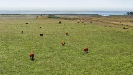 Drone-aerial-flight-close-view-of-cows-grazing-on-green-grass-on-the-shore-of-Pacific-Ocean