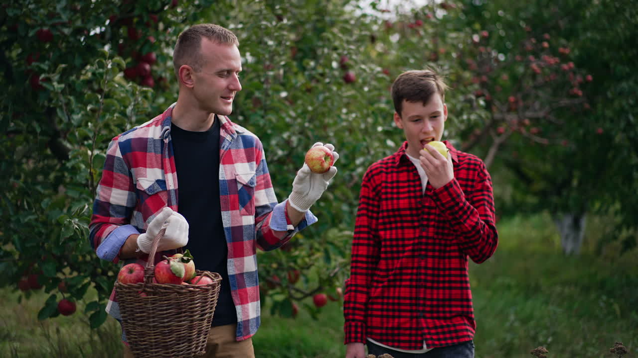 Man and boy standing in a big apple orchard. Male farmer looking through the apples in his basket and his son eating an apple.