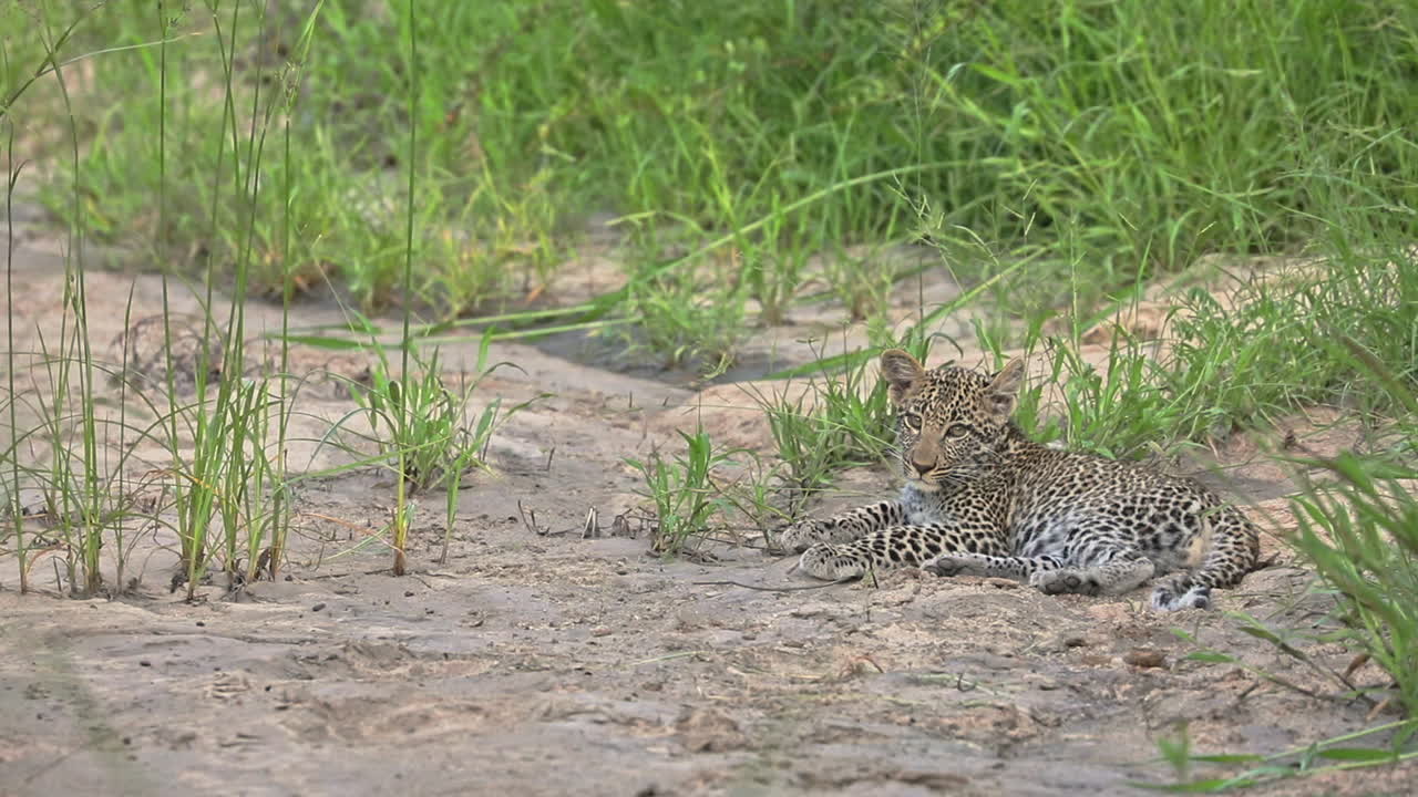 Güney Afrika, Sabi Sands Özel Av Koruma Alanı'nda, yeşil otlarla çevrili yerde dinlenen yavru Afrika leoparı.