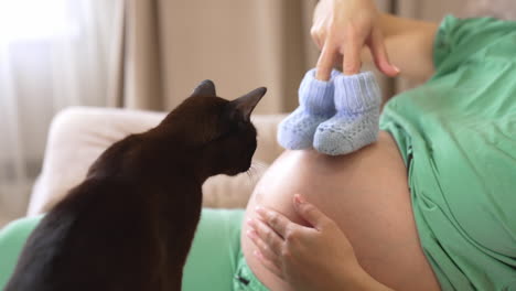 young pregnant lady and black cat at home. woman expecting a baby holding knitted socks. pregnant woman is resting on sofa and playing with a domestic animal. pregnancy and pets.