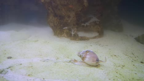 Caracol-Misterioso-Blanco-Marfil-De-Mano-Deslizándose-Por-La-Arena-De-La-Pecera