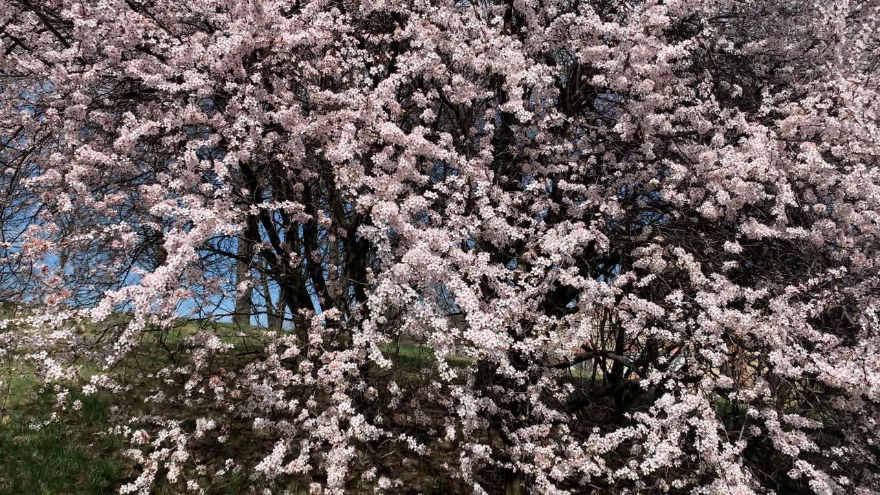 ヨーロッパの桜の風景