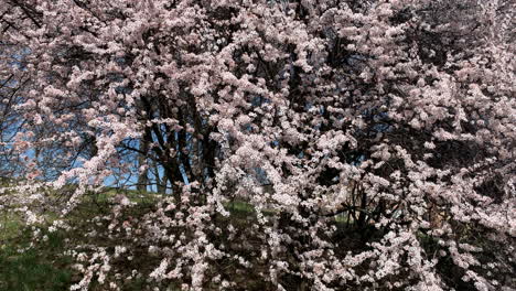 paisaje de los cerezos en flor en europa